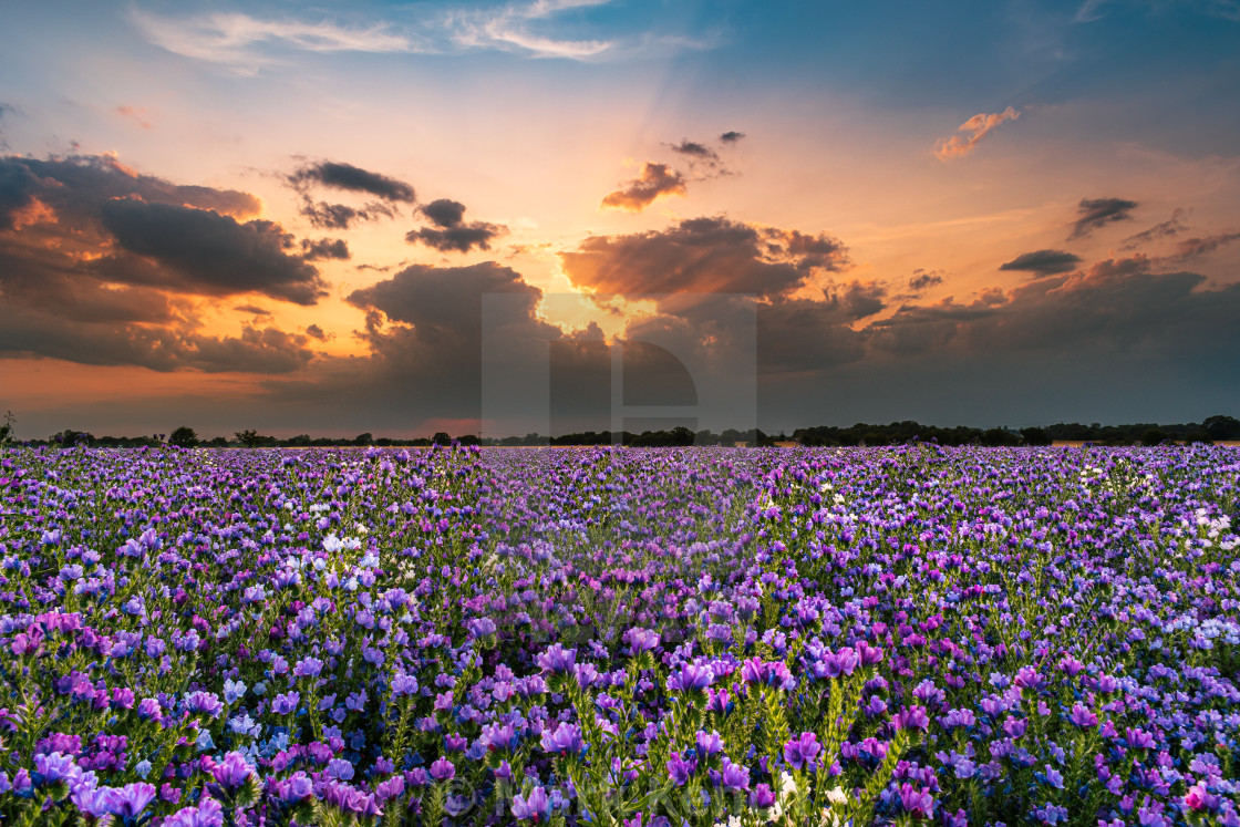 "Purple Borage" stock image