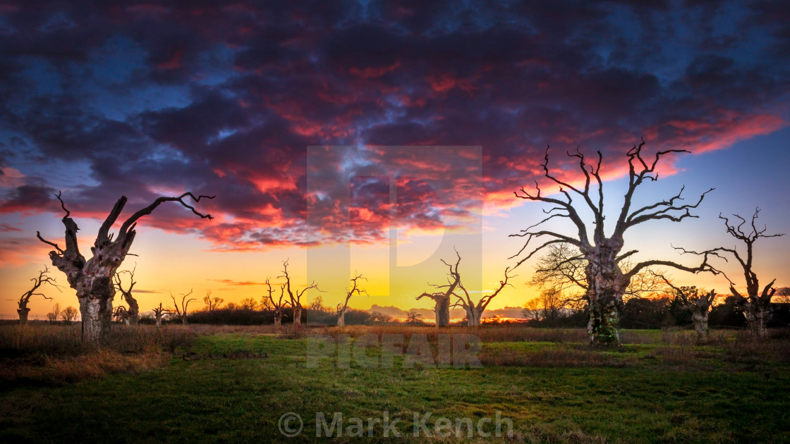 "Petrified Oaks of Mundon" stock image