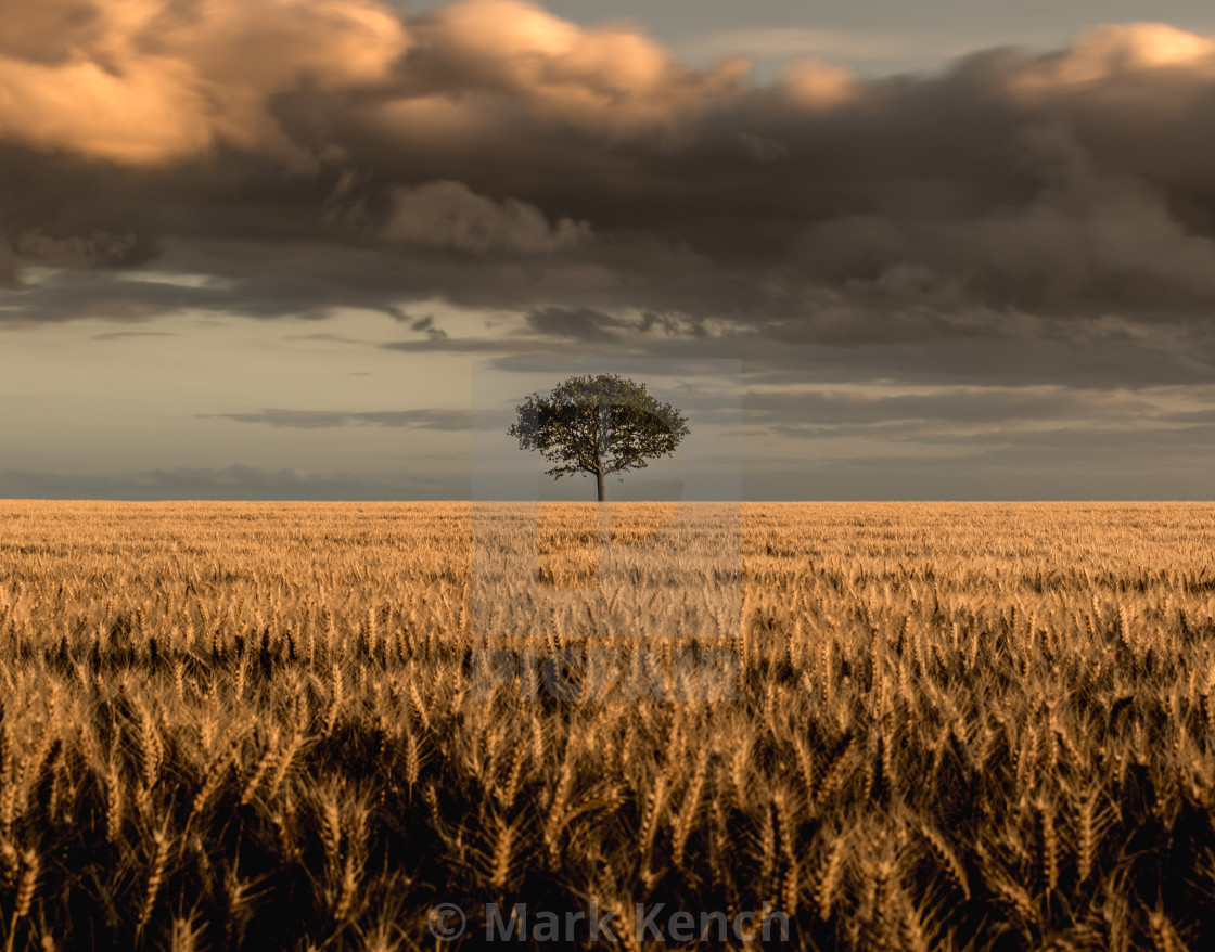 "A lone tree in a field of wheat" stock image