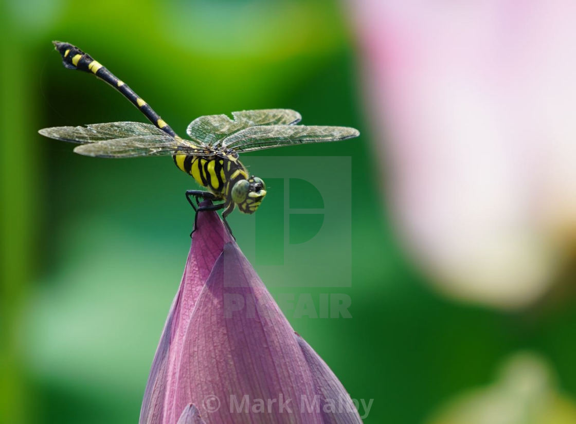"Still Life with Dragonfly and Lotus" by Mark Malby - $26.49 "Still Life with Dragonfly and Lotus" stock image