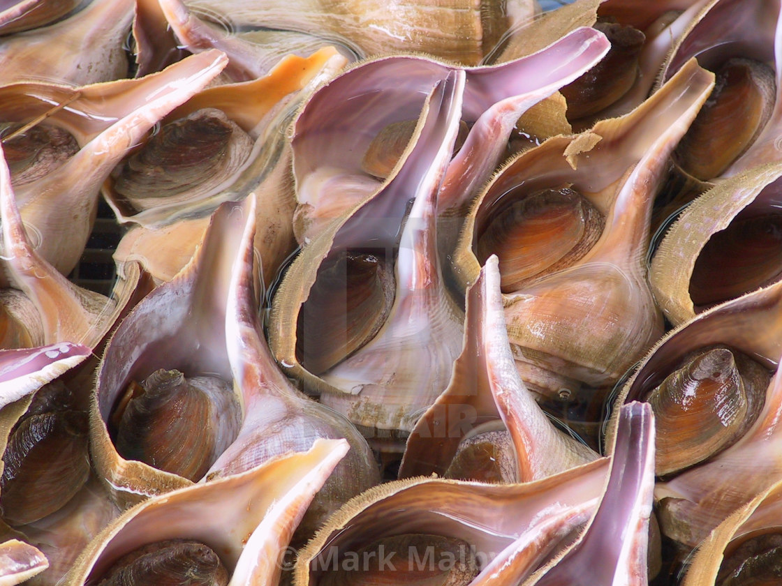 "Whelks in Sai Kung" by Mark Malby - $21.81 "Whelks in Sai Kung" stock image
