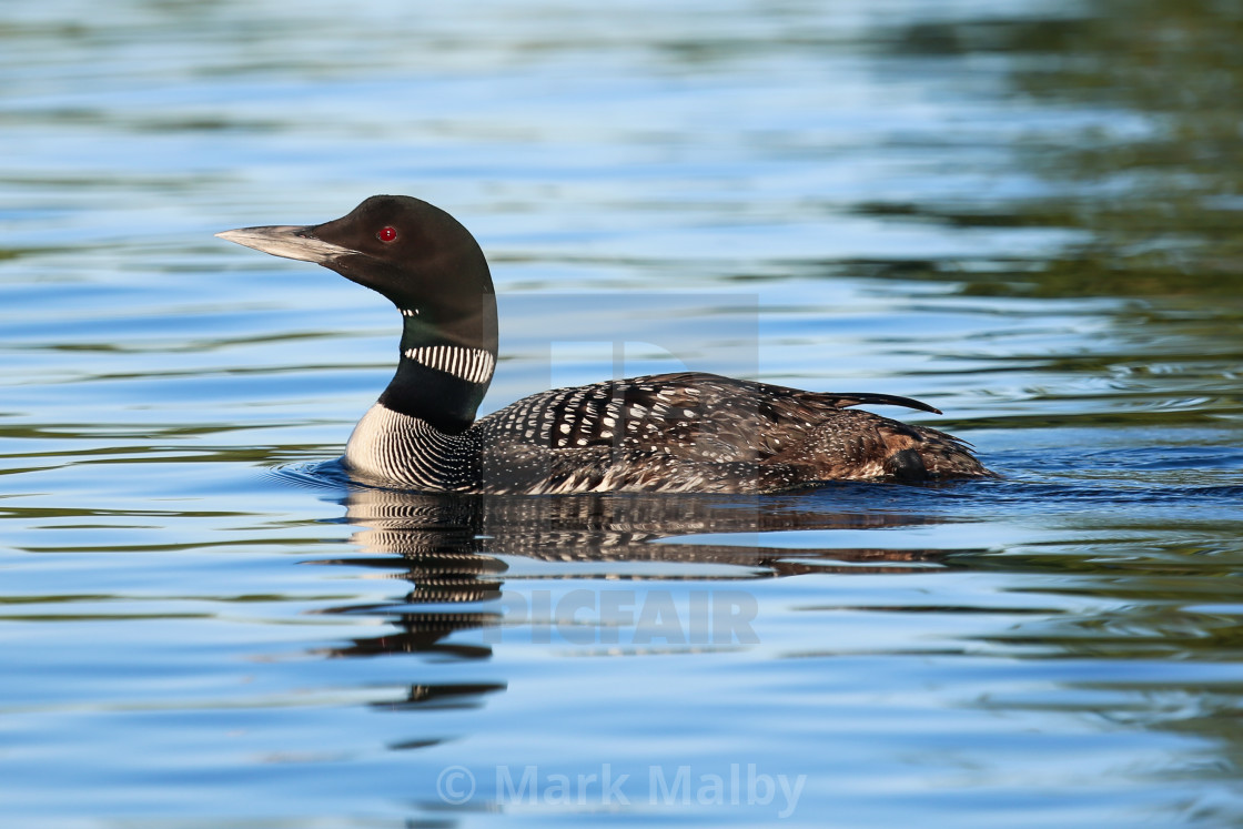 "A Loon on Stony Lake" by Mark Malby - $31.16 "A Loon on Stony Lake" stock image