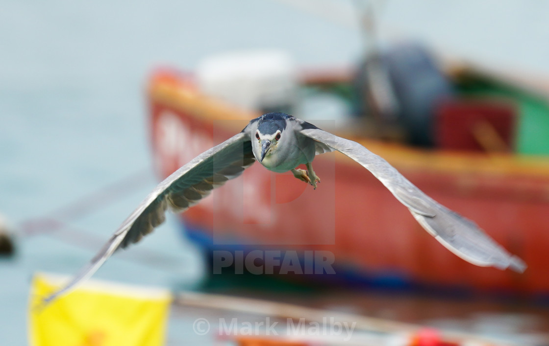 "Heron in Flight" by Mark Malby - $21.81 "Heron in Flight" stock image
