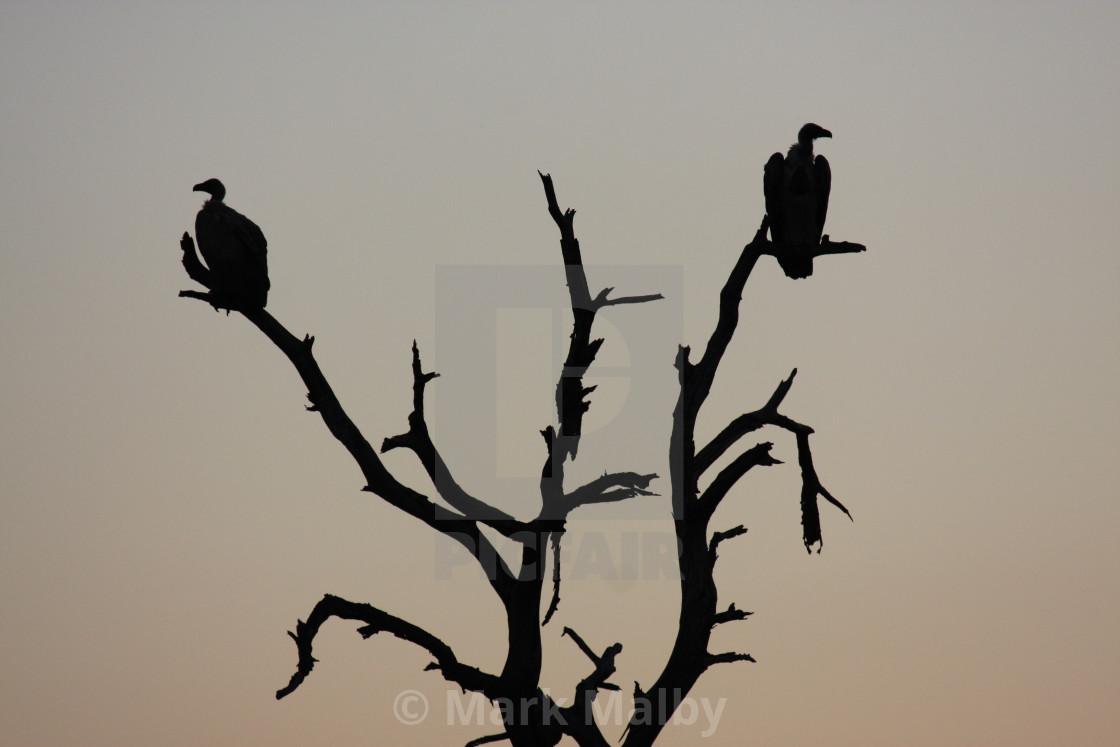"Vultures in the African Dusk" by Mark Malby - $31.16 "Vultures in the African Dusk" stock image