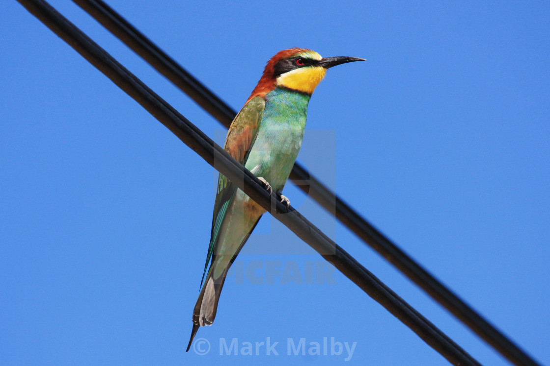 "Bird on a Wire" by Mark Malby - $21.81 "Bird on a Wire" stock image