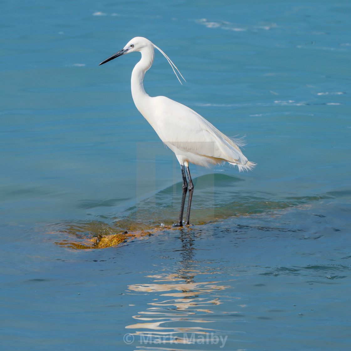 "Little Egret on a Shoal" by Mark Malby - $21.81 "Little Egret on a Shoal" stock image
