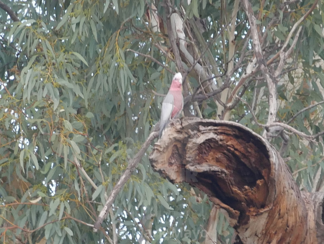 "Cockatoo looking for a hole" stock image