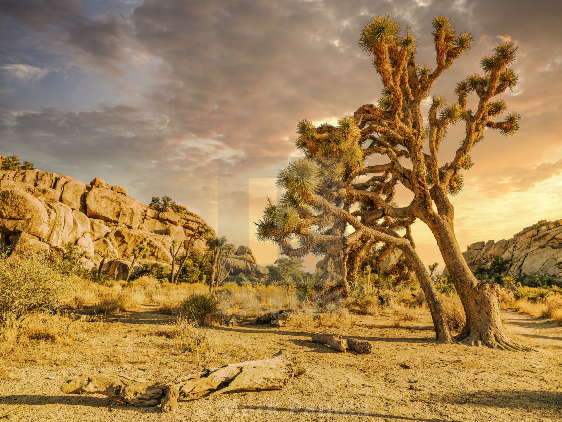 "LEANING JOSHUA TREE" stock image