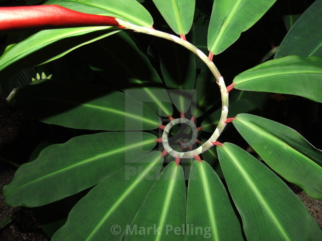 "Crepe ginger growing in a spiral" by Mark Pelling - £15.00 "Crepe ginger growing in a spiral" stock image