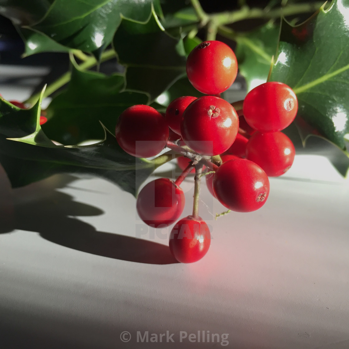 "Holly with red berries against a neutral background" by Mark Pelling - £12.00 "Holly with red berries against a neutral background" stock image