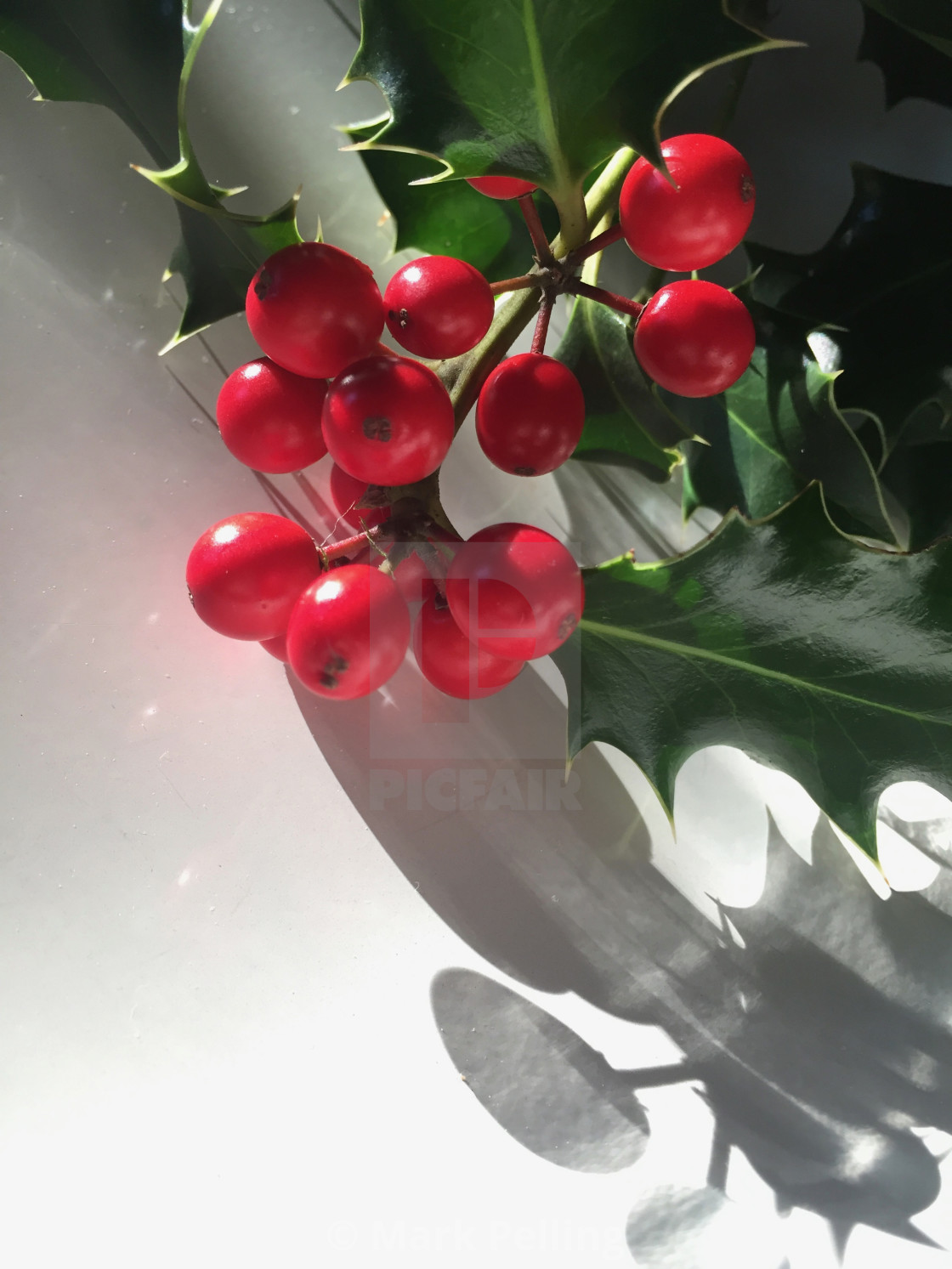 "Holly with red berries against a white background" by Mark Pelling - £12.00 "Holly with red berries against a white background" stock image