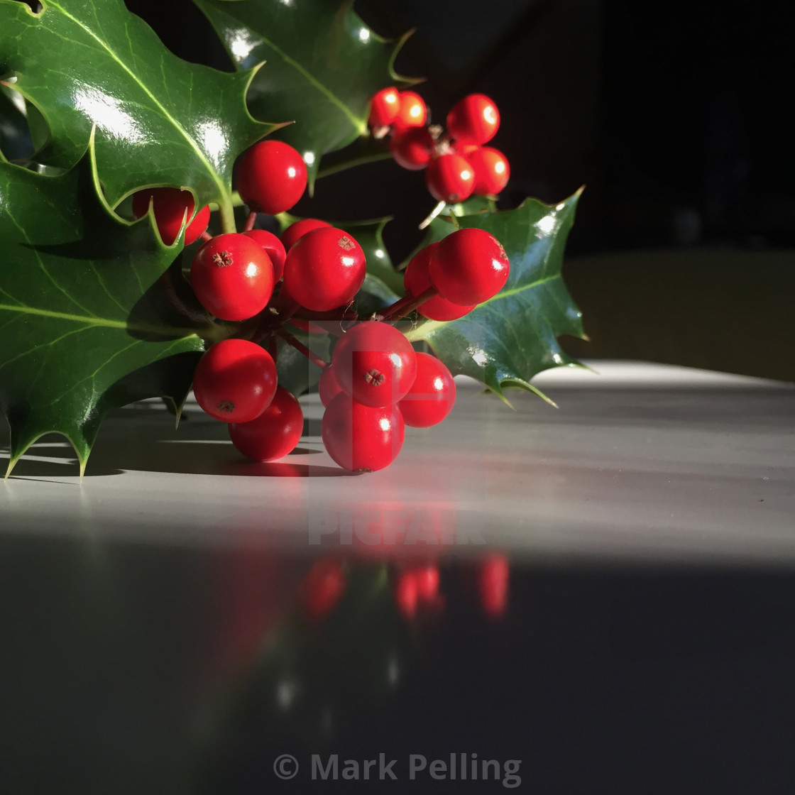 "Holly with red berries against a neutral background" by Mark Pelling - £12.00 "Holly with red berries against a neutral background" stock image