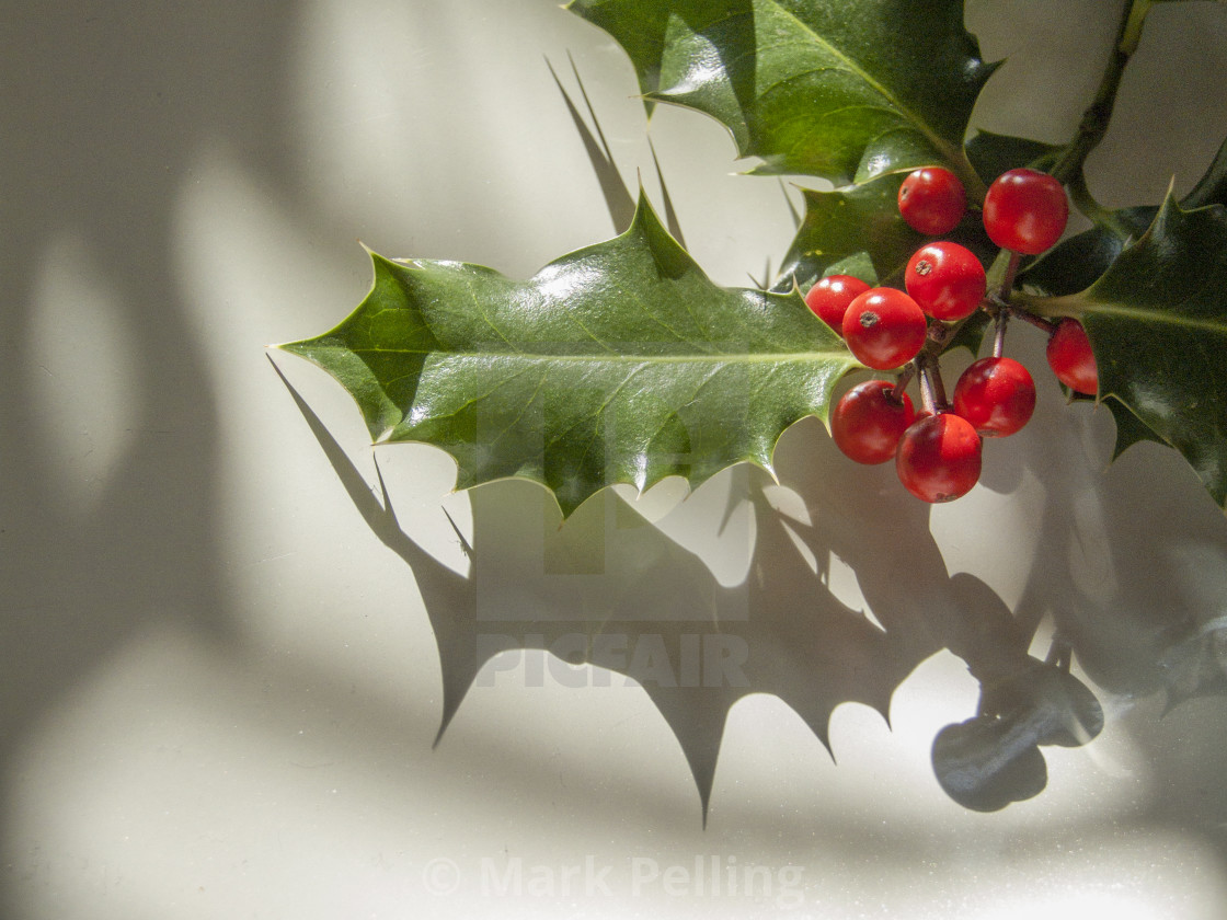 "Holly with berries against neutral background" by Mark Pelling - £12.00 "Holly with berries against neutral background" stock image