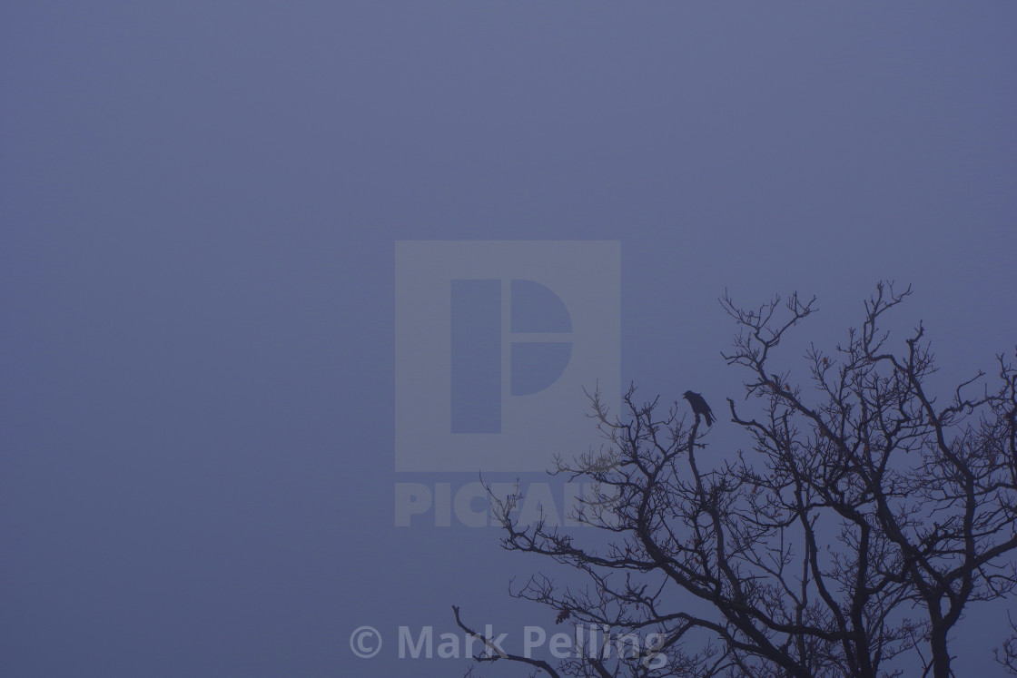 "Crow silhouetted against evening sky" by Mark Pelling - £15.00 "Crow silhouetted against evening sky" stock image
