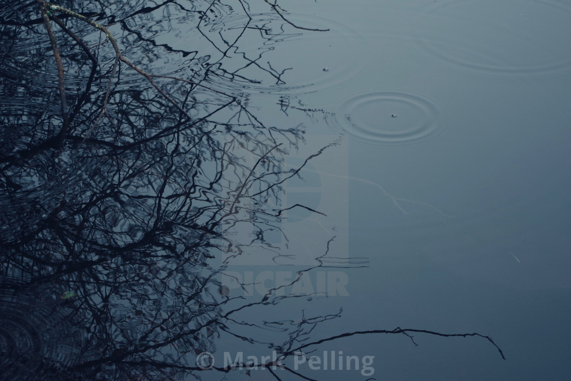 "Branches reflected in water" by Mark Pelling - £15.00 "Branches reflected in water" stock image