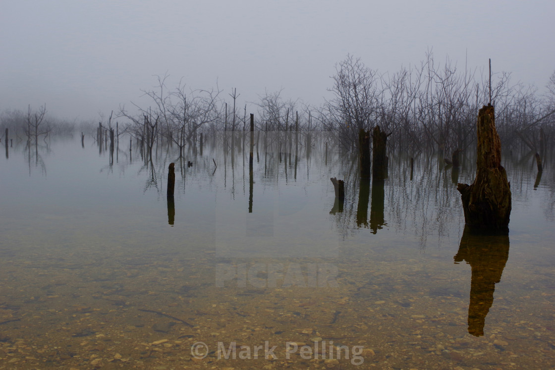"Saplings and stumps reflected on a foggy day" by Mark Pelling - £15.00 "Saplings and stumps reflected on a foggy day" stock image