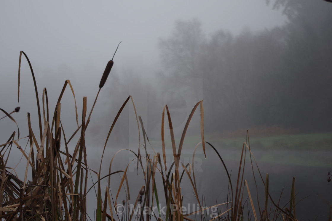 "Bulrushes on a foggy day" by Mark Pelling - £15.00 "Bulrushes on a foggy day" stock image