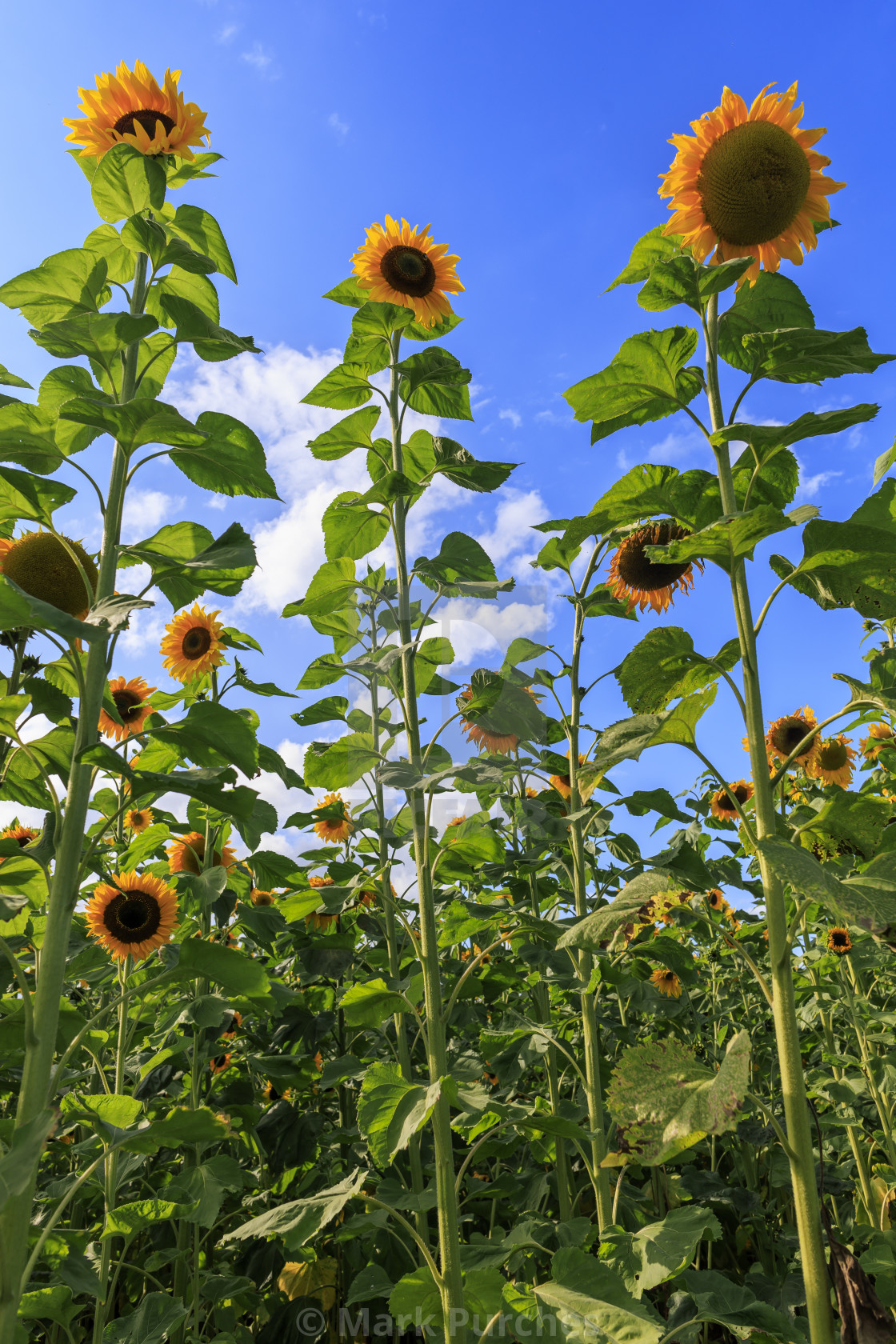 "Giant Sunflowers Standing Tall" stock image