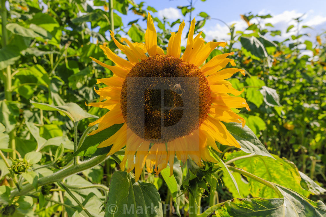 "Giant Sunflower Head with Bumble Bee" stock image