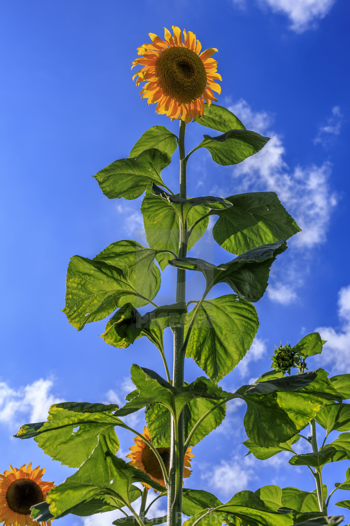 "One Giant Sunflower Standing Tall Alone" stock image