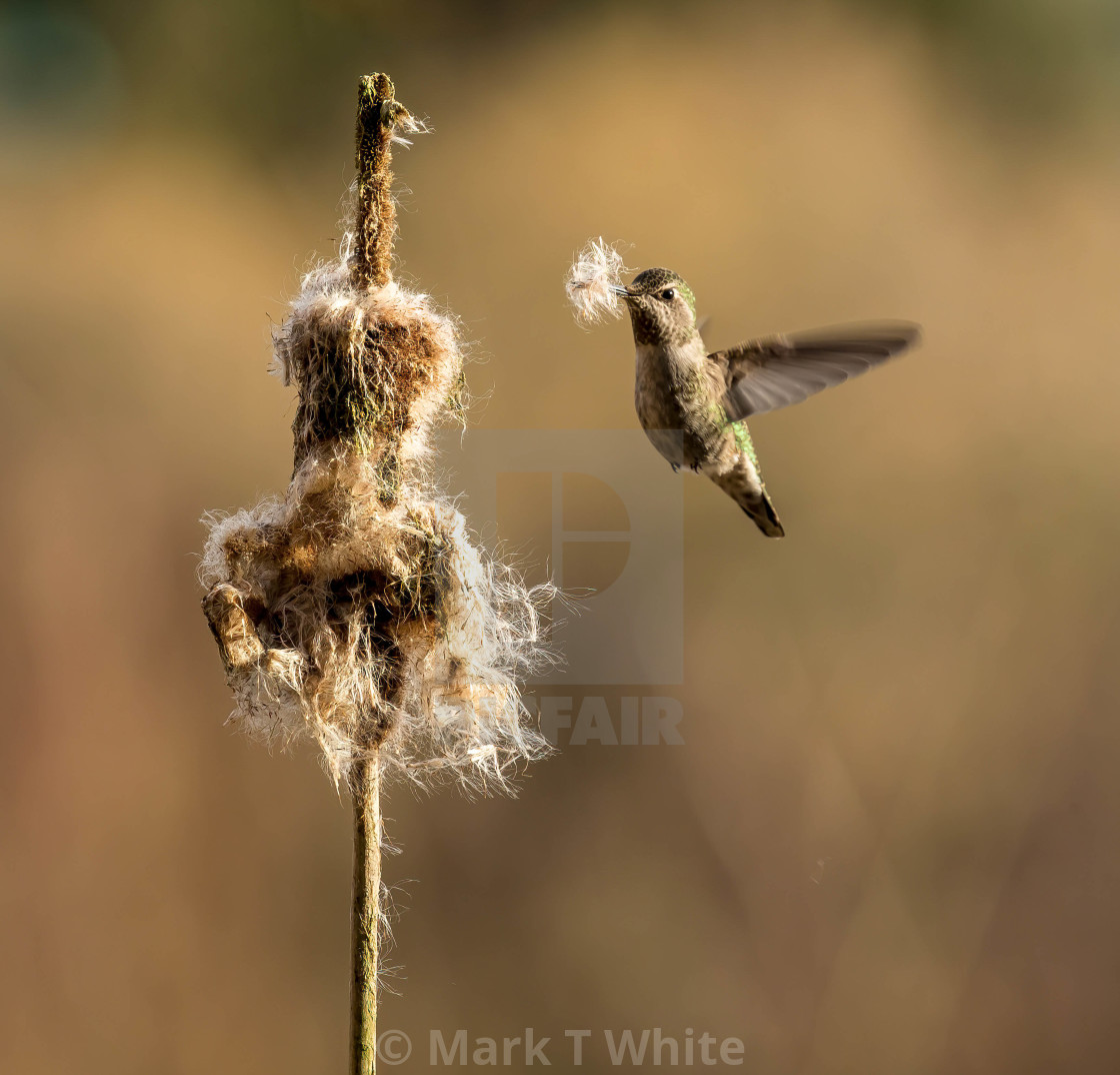 "Ready To Nest" stock image