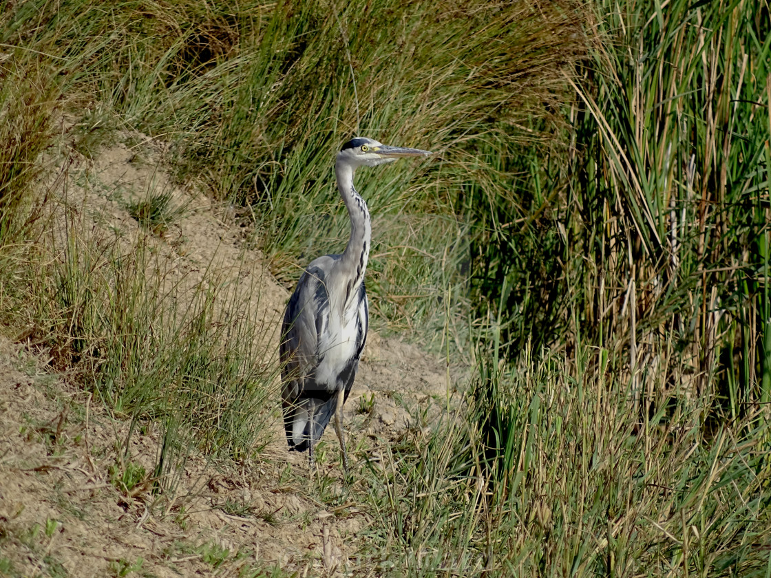 "Grey Heron waiting in the Reeds." stock image