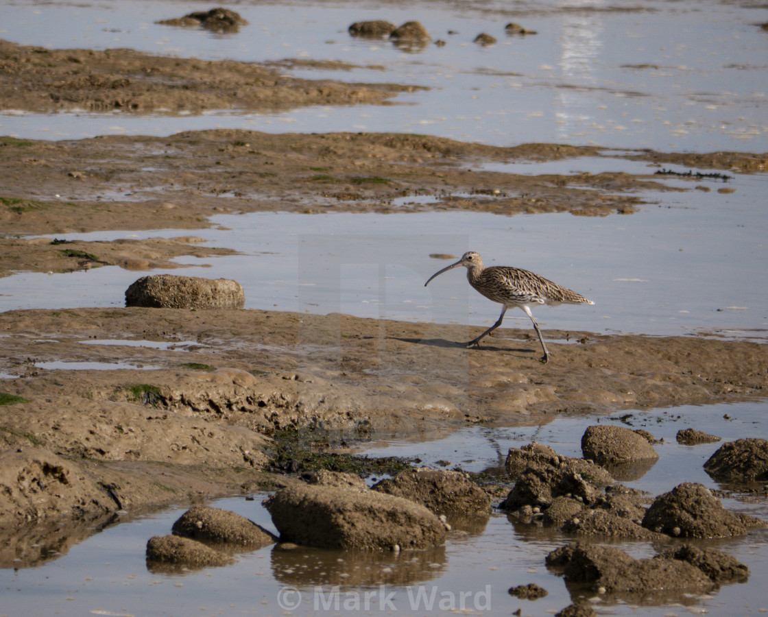 "Curlew at Pett Level." stock image