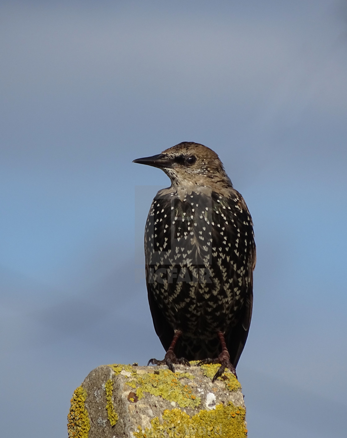 "The Humble yet beautiful Starling." stock image