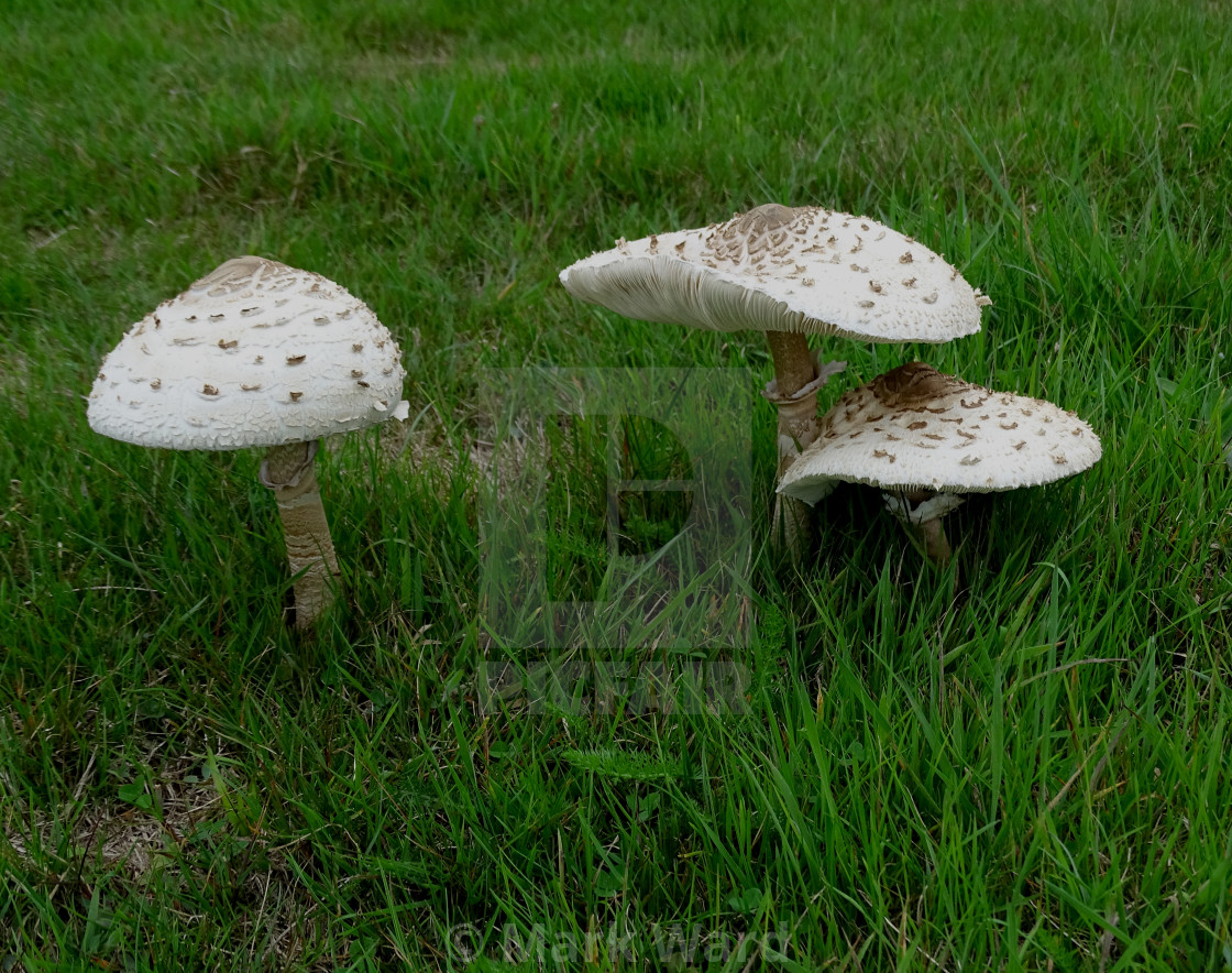 "Parasol Mushrooms." stock image