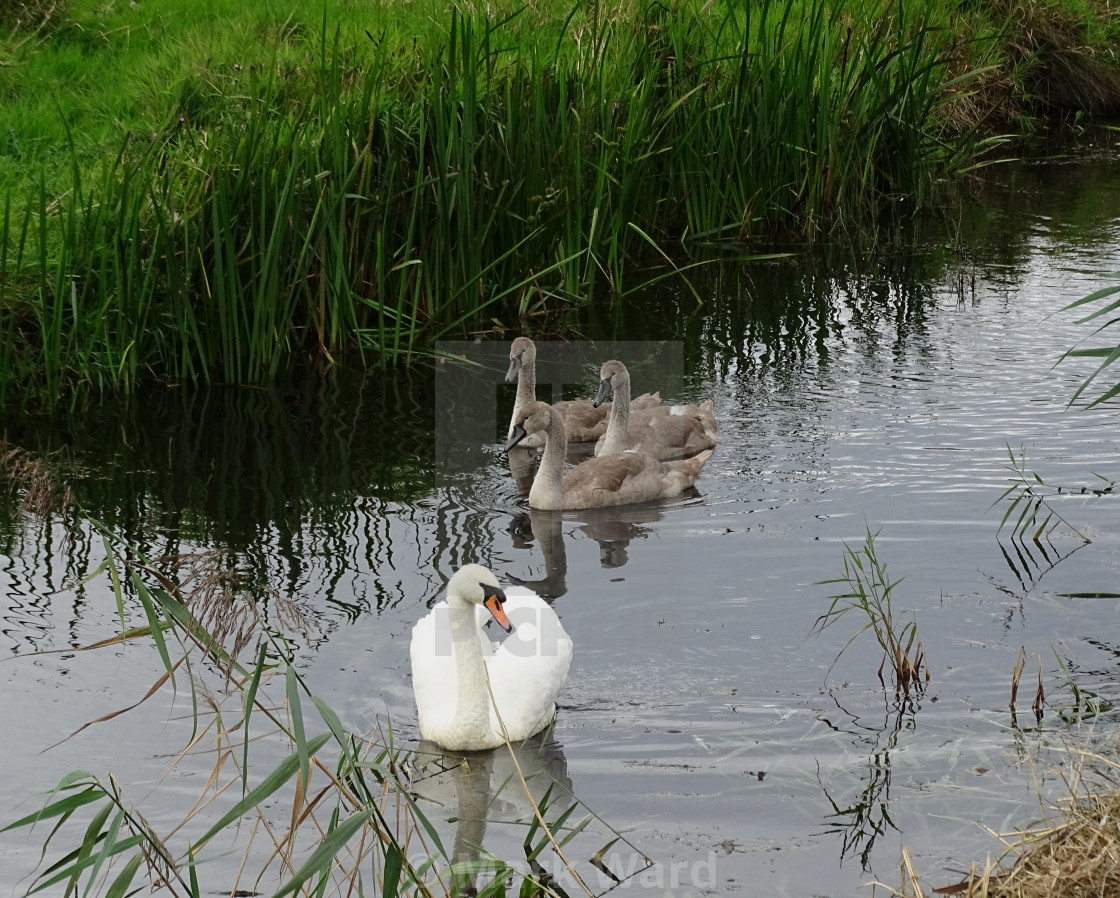 "Swan Family" stock image