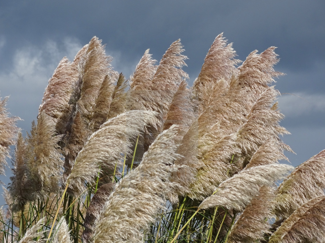 "Pampas Grass" stock image