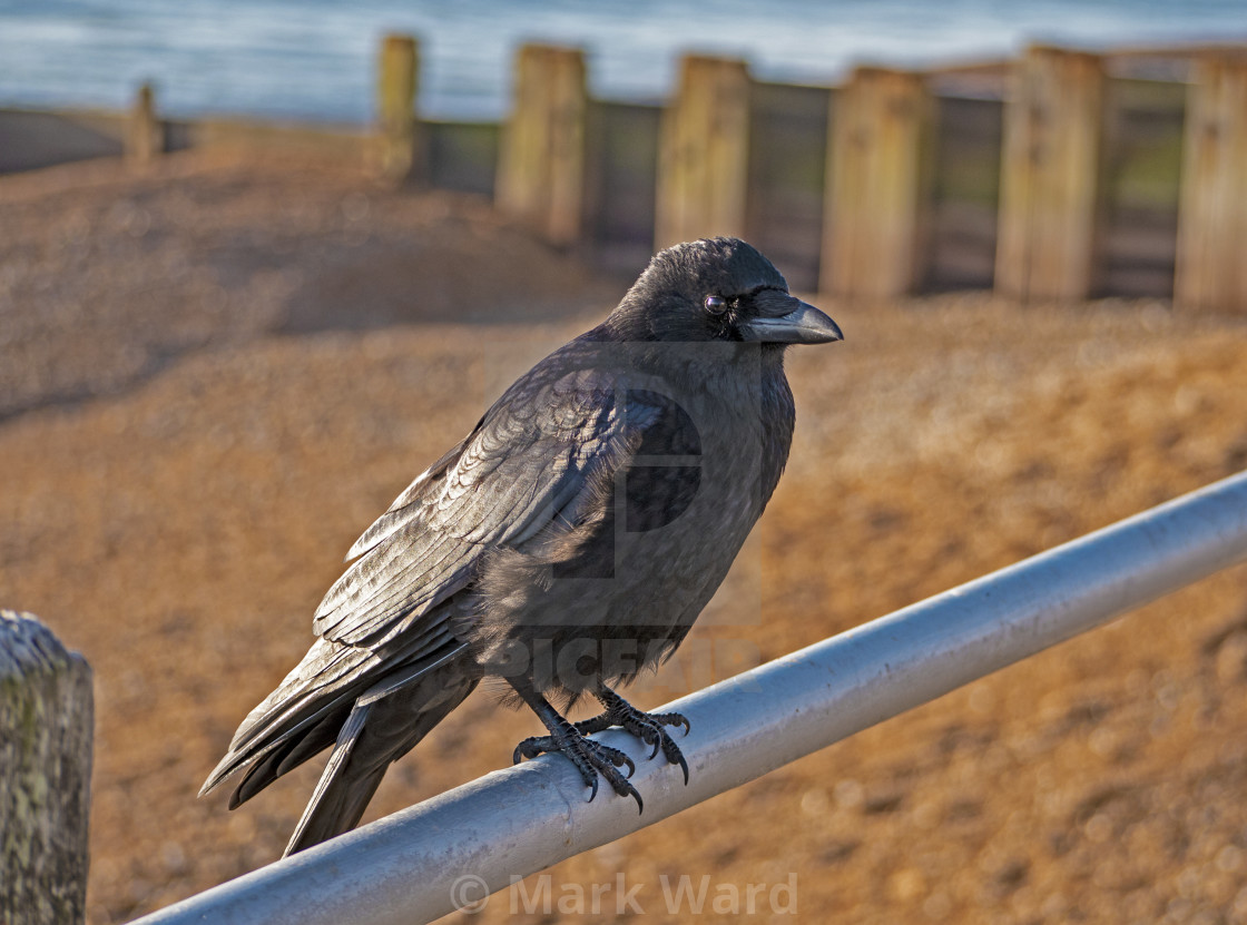 "Crow on Bexhill Seafront." stock image