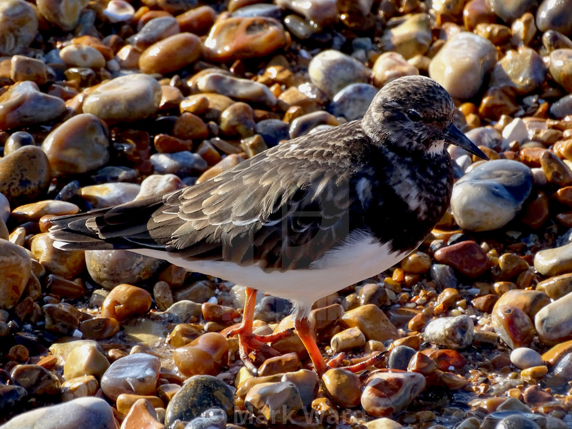 "Turnstone." stock image