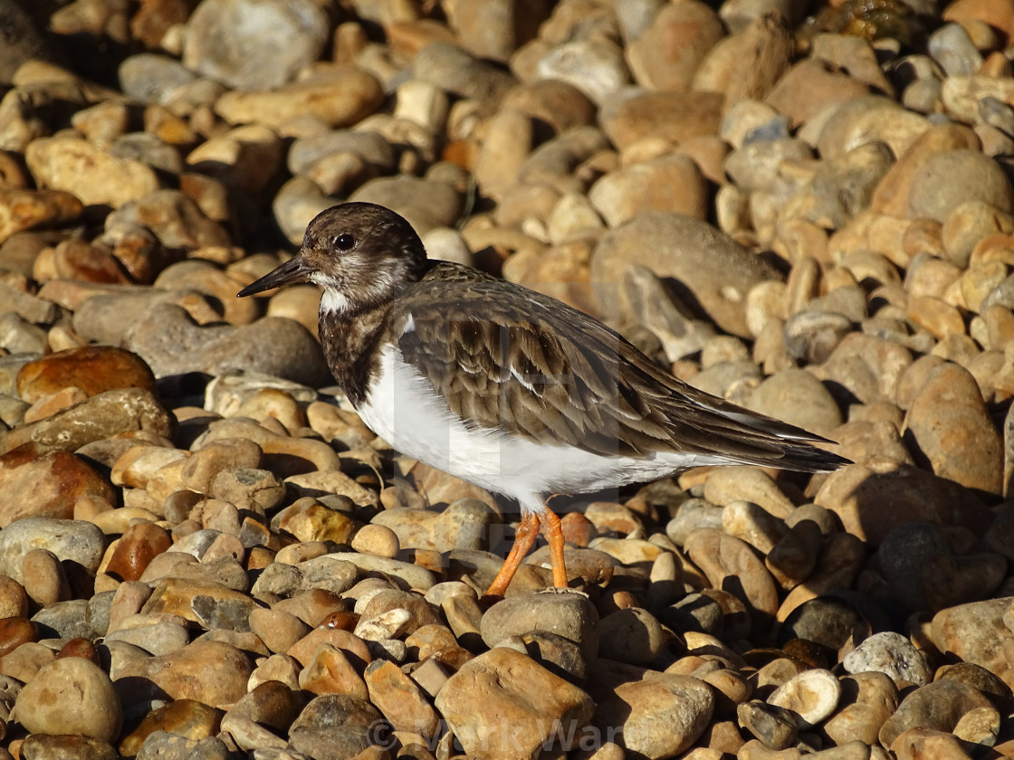 "Turnstone on the Stones." stock image