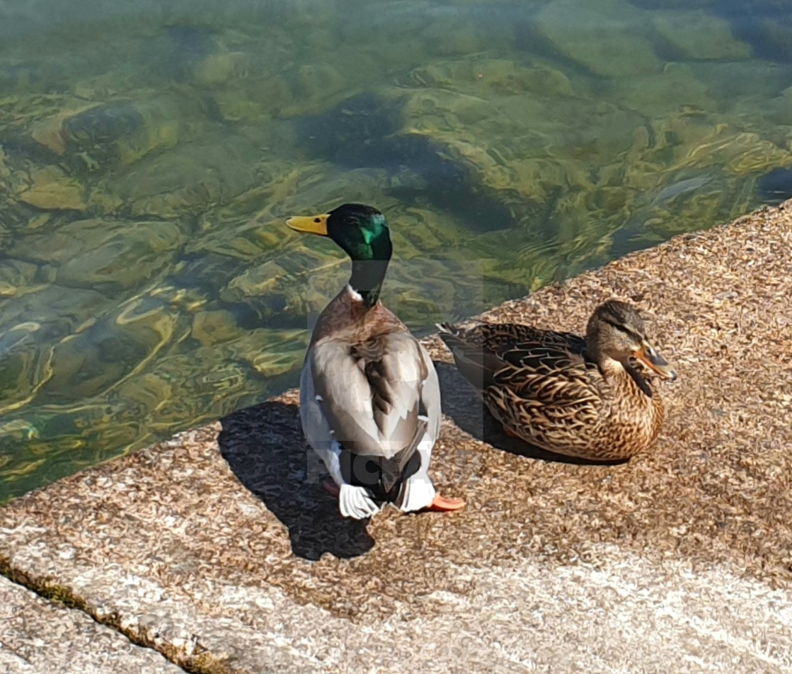 "Duck couple" stock image