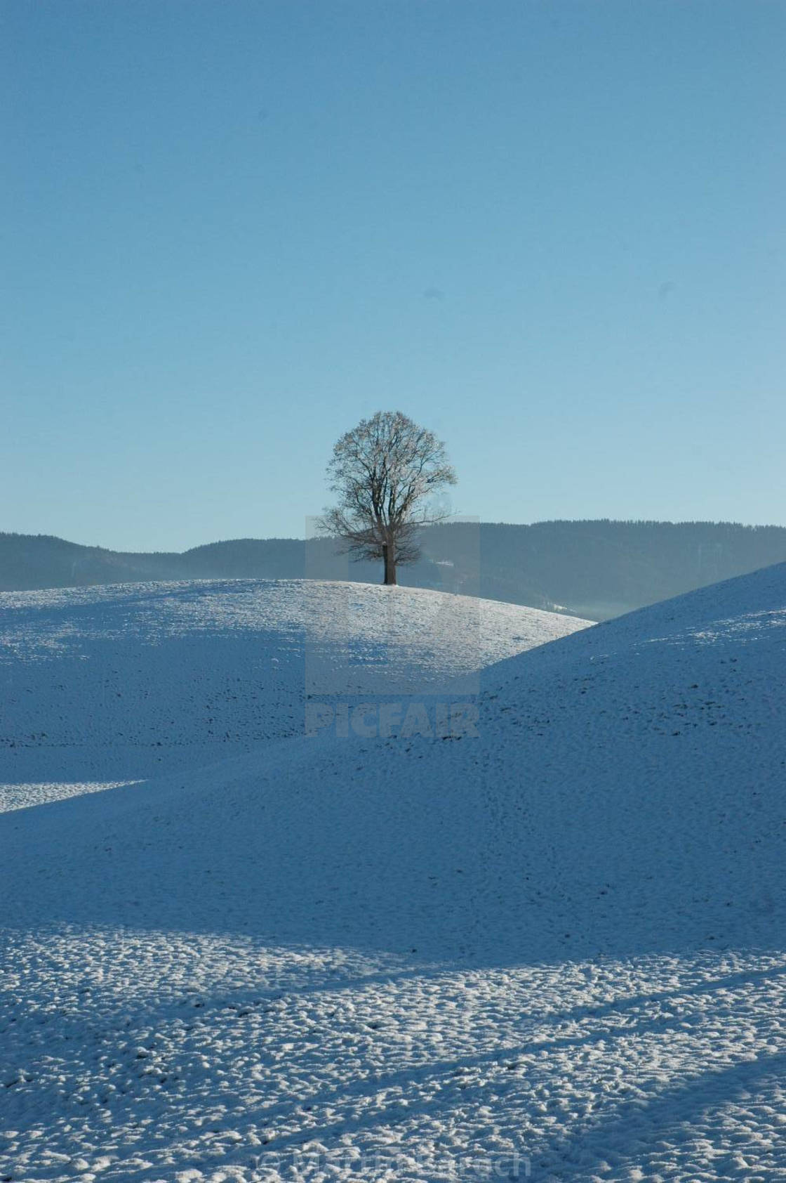 "Big Tree on Snowy Hirzel Hills" stock image