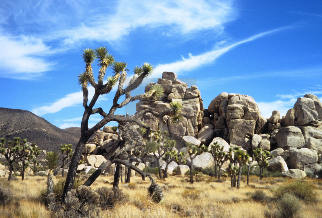 "Joshua Tree National Park" stock image