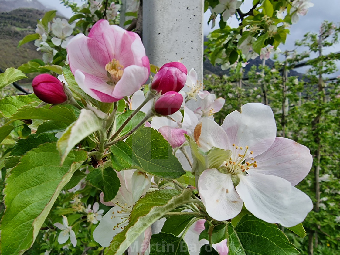 "Blossoming apple tree" stock image