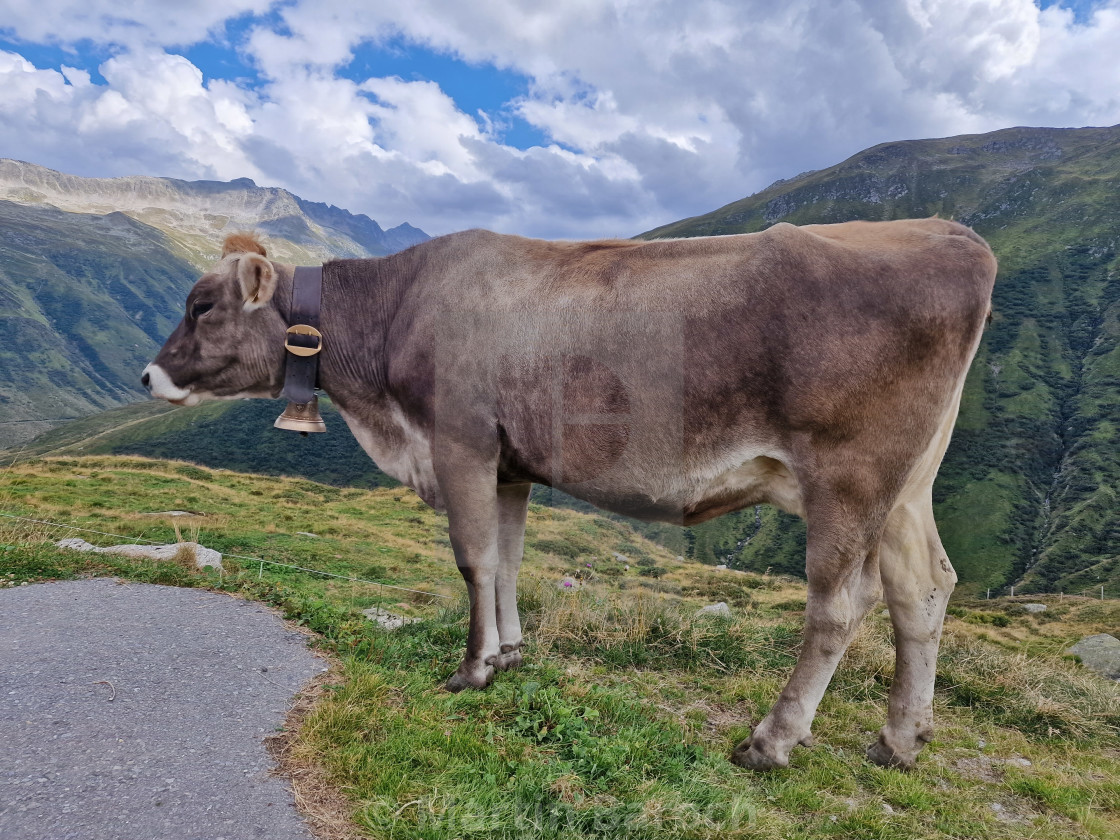 "Swiss Alpine cow" stock image