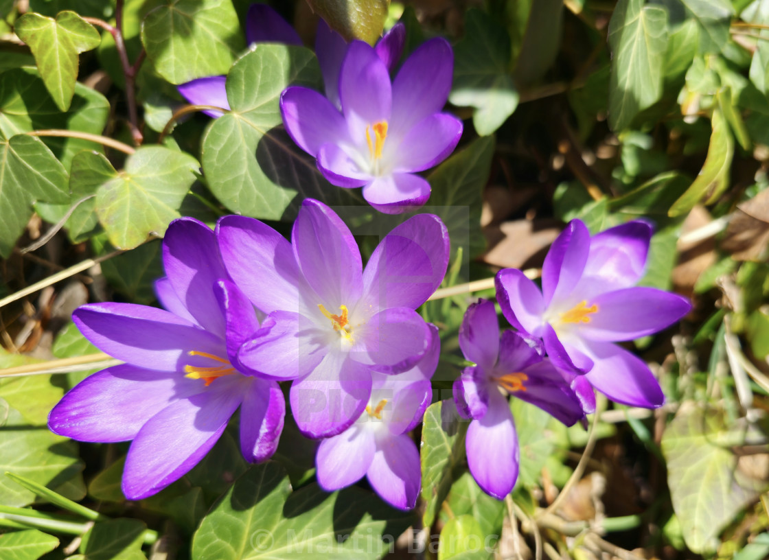 "Crocus" stock image