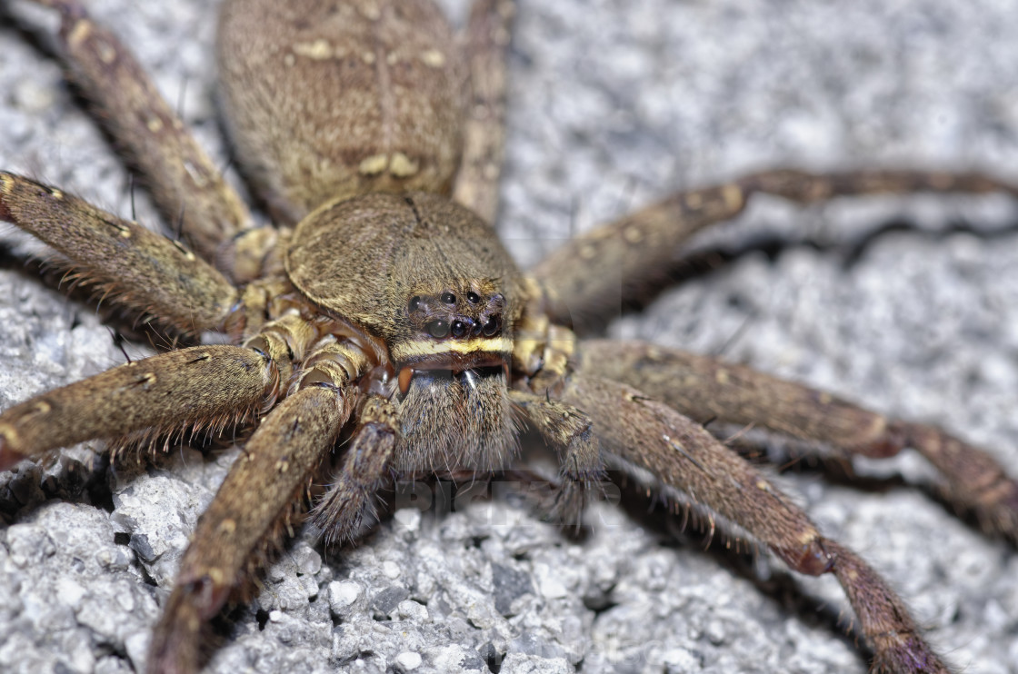 "Vietnamese huntsman spider" stock image