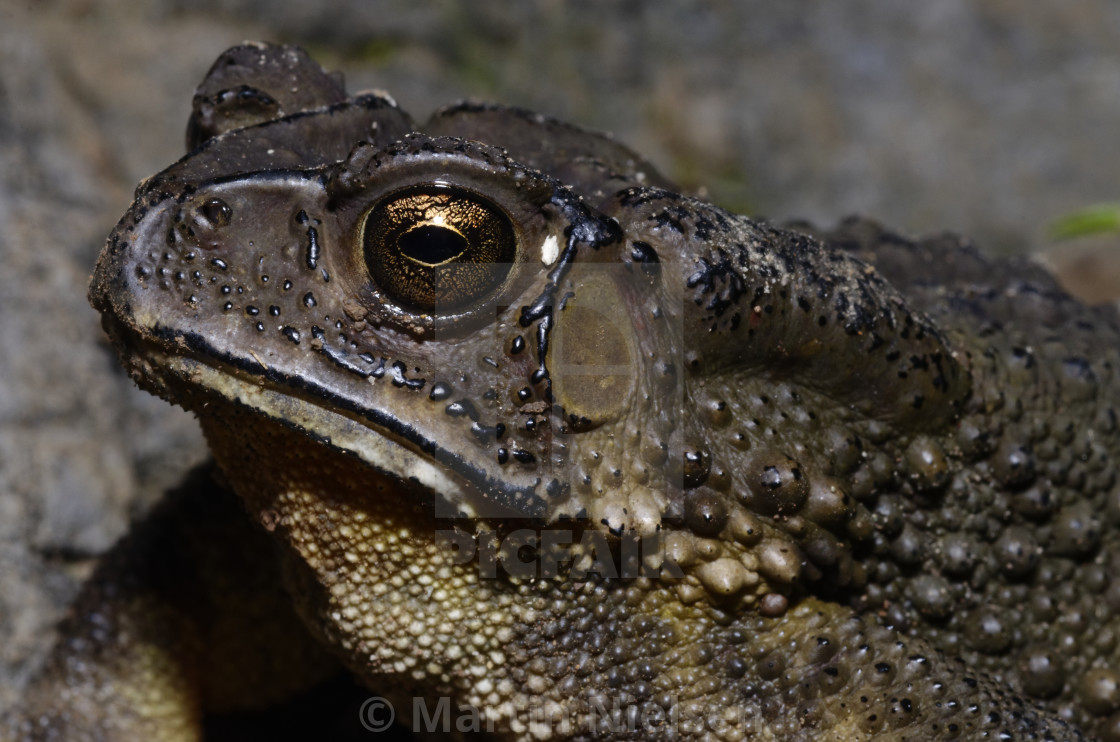 "Golden eyed toad" stock image