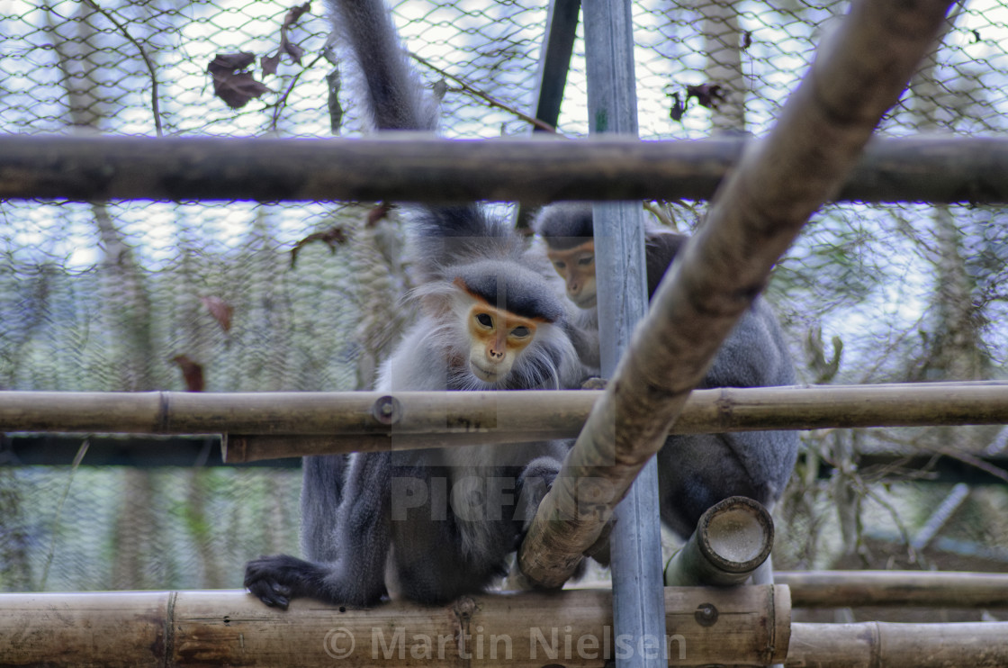 "Grey-Shanked Douc Langur" stock image