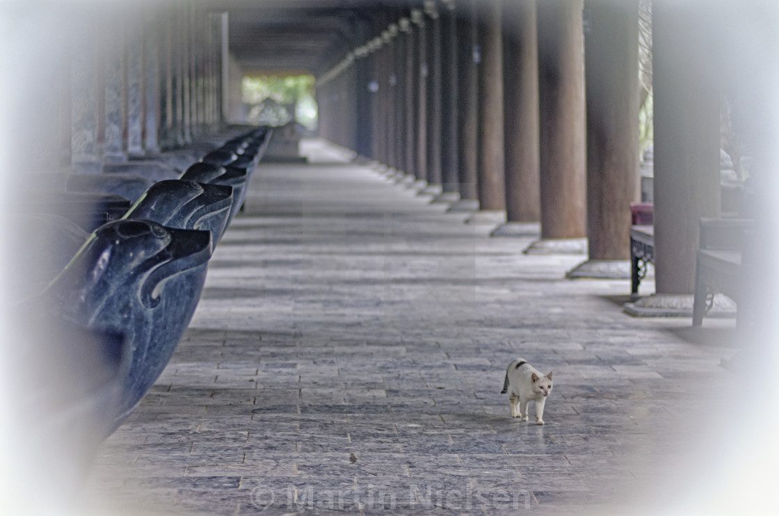 "Temple cat" stock image