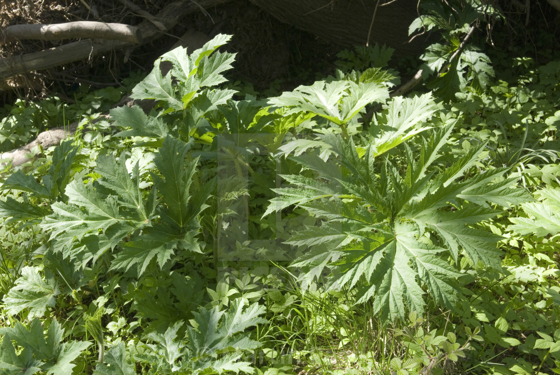 "Heracleum mantegazzianum (Giant Hogweed)." stock image