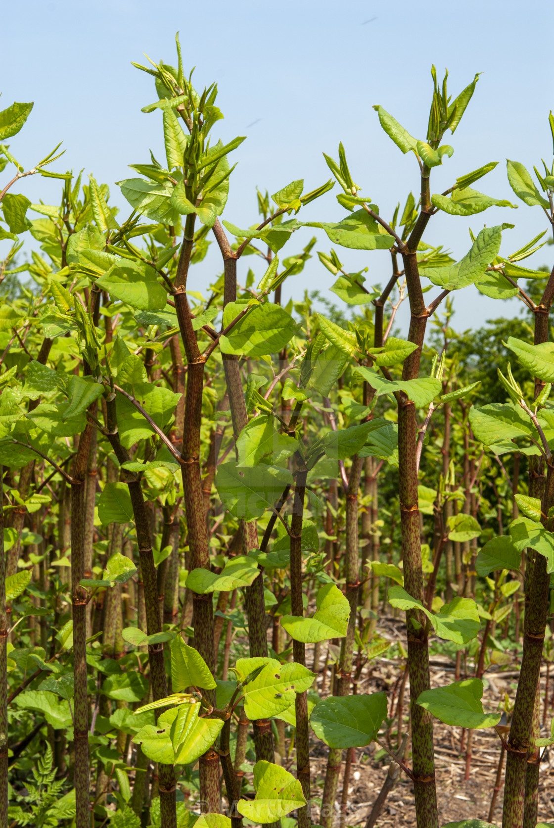 "Japanese Knotweed (Fallopia japonica)" stock image