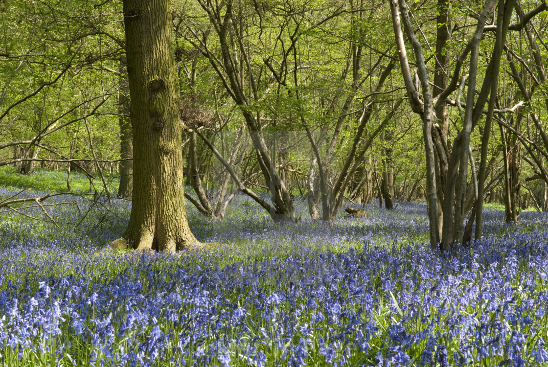 "Bluebells (Hyacinthoides non-scripta) in Old Park Wood, Cookhill, Warwickshire." stock image