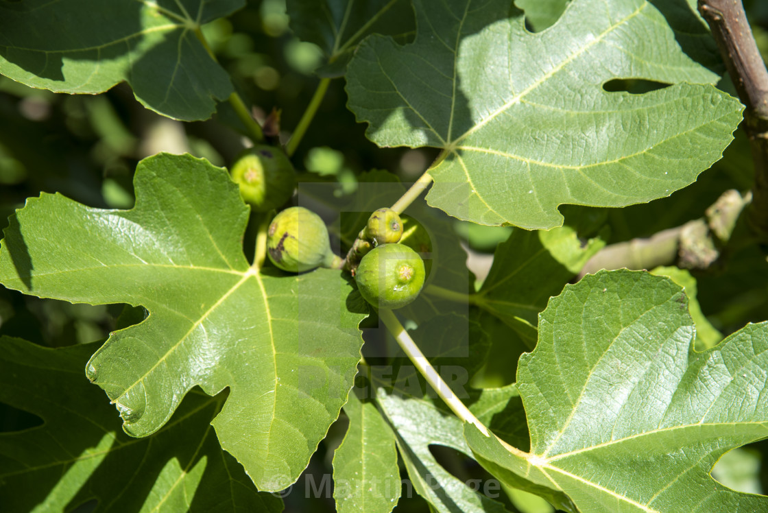 "Fig tree (Ficus carica), growing at Kenilworth Abbey." stock image