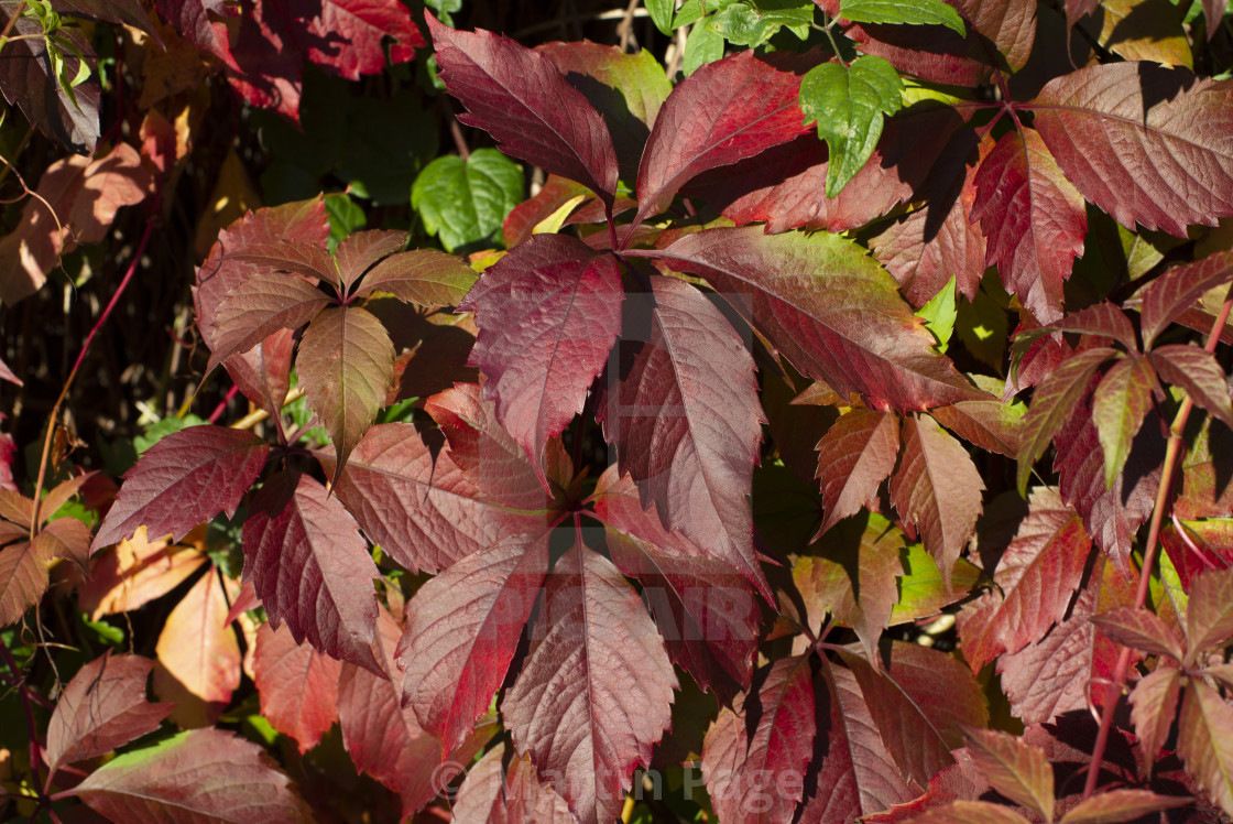 "Virginia creeper (Parthenocissus quinquefolia). Autumn colour." stock image