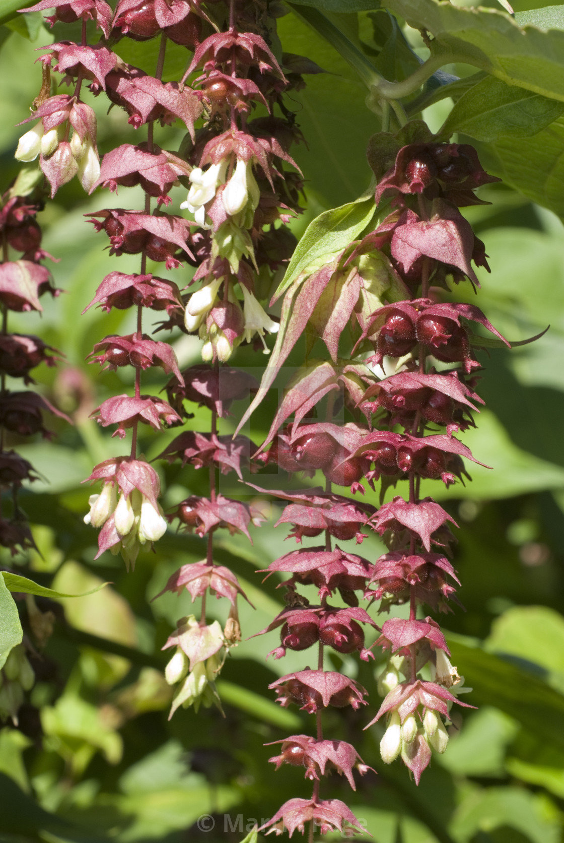 "Leycesteria formosa (Himalayan honeysuckle)." stock image